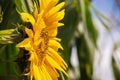 bright sunflower with yellow petals on an agricultural field, of sunflower inflorescences growing together with corn Royalty Free Stock Photo