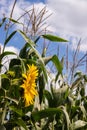 bright sunflower with yellow petals on an agricultural field, of sunflower inflorescences growing together with corn Royalty Free Stock Photo