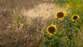 bright sunflower with yellow petals on an agricultural field, of sunflower inflorescences growing together with corn Royalty Free Stock Photo