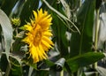 bright sunflower with yellow petals on an agricultural field, of sunflower inflorescences growing together with corn Royalty Free Stock Photo