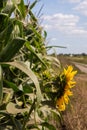 bright sunflower with yellow petals on an agricultural field, of sunflower inflorescences growing together with corn Royalty Free Stock Photo