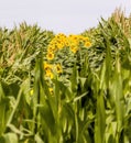 two agricultural crops together Royalty Free Stock Photo