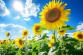 Bright Sunflowers in Blue Sky Royalty Free Stock Photo
