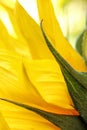 Bright sunflowers close up on a light background