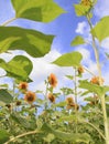 Bright sunflowers