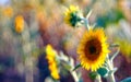 Bright sunflowers on the field