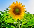 Bright sunflowers growing in field