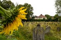 Sunflowers in St Mary`s Church graveyard - Walthamstow - London