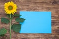 bright sunflowers on an old wooden background, blue sheet Royalty Free Stock Photo