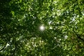 Sunlight breaks through the dense crowns of trees