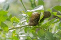 Slug In Key Lime Tree Royalty Free Stock Photo