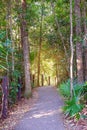 Bright Sunlight At End Of Rainforest Walking Track Royalty Free Stock Photo