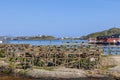 Bright sunlight illuminates the cod drying racks in Reine, with traditional rorbu cabins and serene waters in the background,