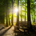 Bright sunlight illuminates wooden bench in tranquil park setting