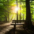 Bright sunlight illuminates wooden bench in tranquil park setting