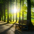 Bright sunlight illuminates wooden bench in tranquil park setting