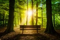 Bright sunlight illuminates wooden bench in tranquil park setting