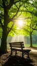Bright sunlight illuminates wooden bench in tranquil park setting