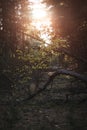 Bright sunlight illuminating thicket forest, forest landscape sunset.