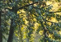 Bright sunlight shining through the crown of foliage tree