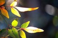 BRIGHT SUNLIGHT ON SLENDER LEAVES