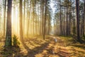 Bright sunlight in spring forest. Morning landscape of green forest. Picturesque forest road. Woodland with vivid sunbeams