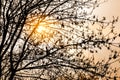 Bright sunlight at sunset through tree branches in the forest Royalty Free Stock Photo