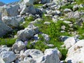 Bright sunlit alpine rock garden