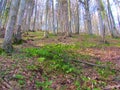 Bright sunlit common beech forest under Porezen