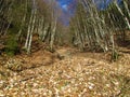 Bright sunlit forest clearing covered in maple leaves