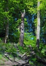 bright sunlit spring woodland with tall beech trees on a hill with vibrant green new foliage with bluebells and shadows Royalty Free Stock Photo