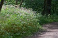 Bright sunlit thickets of balsam Impatiens glandulifera from the path deep in the woods, Russia.