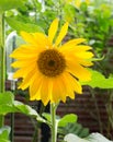 Bright sunlit Yellow Sunflower in full bloom Royalty Free Stock Photo