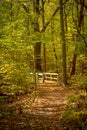 Bright Sunlite and Green Forest Light Hiking Bridge