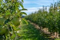 Bright sunny apple Granny Smith orchard rows of apple trees Royalty Free Stock Photo