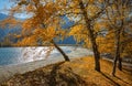 Bright Sunny Autumn Landscape With Group Of Birches With Golden Yellow Foliage On A Hill At The Background Of Mountains. Autumn Mo