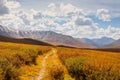 Bright sunny autumn landscape with sunlit gold valley and winding trail through dwarf birch on mountainside under dramatic sky. Royalty Free Stock Photo