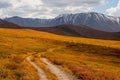 Bright sunny autumn landscape with sunlit gold valley and winding trail through dwarf birch on mountainside under dramatic sky.