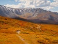 Bright sunny autumn landscape with sunlit gold valley and winding trail through dwarf birch on mountainside under dramatic sky. Royalty Free Stock Photo