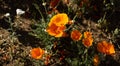 Bright sunny blooming orange poppy flowers