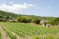 Tomato Farming On Agricultural Landscape