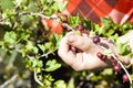 A bright, sunny day. Harvesting in hands is carried out. Gooseberries are already ripe