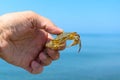 A crab caught in the sea is in the hand of a swimmer