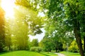 Bright sunny day in park. Sun rays illuminate green grass and tr