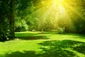 Bright sunny day in park. The sun rays illuminate green grass Royalty Free Stock Photo