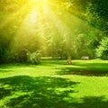 Bright sunny day in park. The sun rays illuminate green grass
