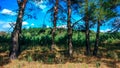A Bright Sunny Day In A Pine Forest. Trees. In Summer Park.