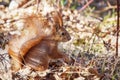 On a bright sunny day  a red squirrel sits in the foliage in the forest Royalty Free Stock Photo