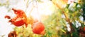 Bright sunny day shot of ripe cracked red Pomegranate hinging on the branch with a sunbeams background. Healthy eating and Royalty Free Stock Photo