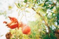 Bright sunny day shot of a ripe and red cracked Pomegranate hinging on the branch with a sunbeams background. Healthy eating and Royalty Free Stock Photo